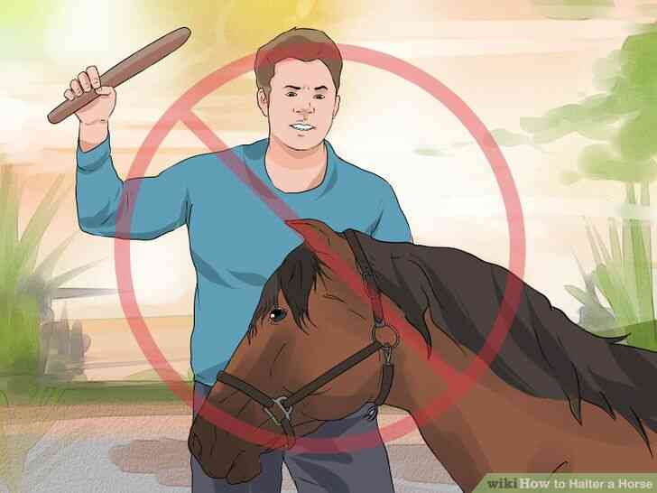 Image intitulée Licol Cheval Étape 17